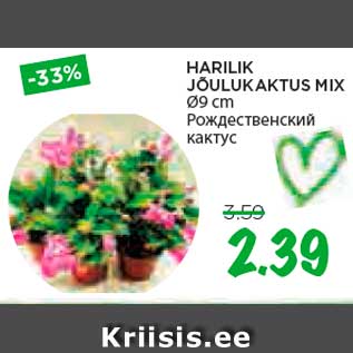 Allahindlus - HARILIK JÕULUKAKTUS MIX Ø9 cm