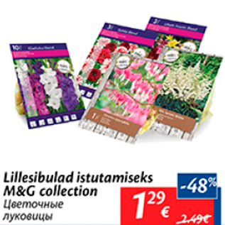 Allahindlus - Lillesibulad istutamiseks M&G collection