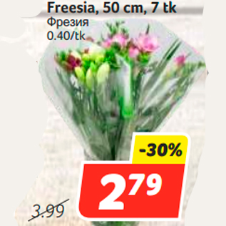 Allahindlus - Freesia, 50 cm, 7 tk