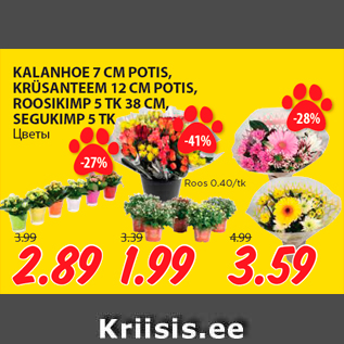 Allahindlus - KALANHOE 7 CM POTIS, KRÜSANTEEM 12 CM POTIS, ROOSIKIMP 5 TK 38 CM, SEGUKIMP 5 TK