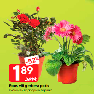 Allahindlus - Roos või gerbera potis