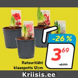 Allahindlus - Ratsuritäht klaaspotis 12cm