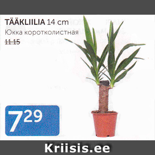 Allahindlus - TÄÄKLIILIA 14 cm