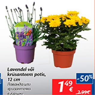 Allahindlus - Lavender või krüsanteem potis 12 cm