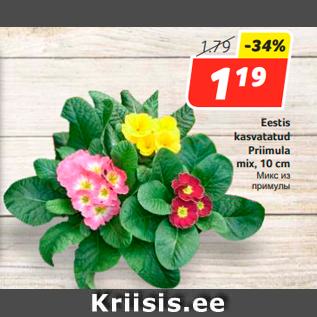 Allahindlus - Eestis kasvatatud Priimula mix, 10 cm