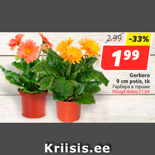 Allahindlus - Gerbera 9 cm potis, tk