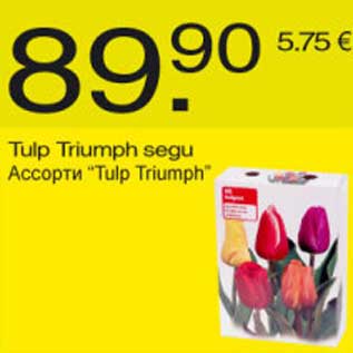 Allahindlus - Tulp Triumph segu