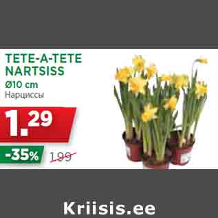 Allahindlus - TETE-A-TETE NARTSISS Ø10 cm