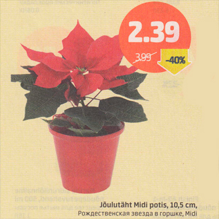 Allahindlus - Jõulutäht Midi potis, 10,5 cm