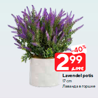 Allahindlus - Lavendel potis 17 cm