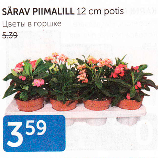 Allahindlus - SÄRAV PIIMALILL 12 CM POTIS