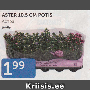 Allahindlus - ASTER 10,5 CM POTIS