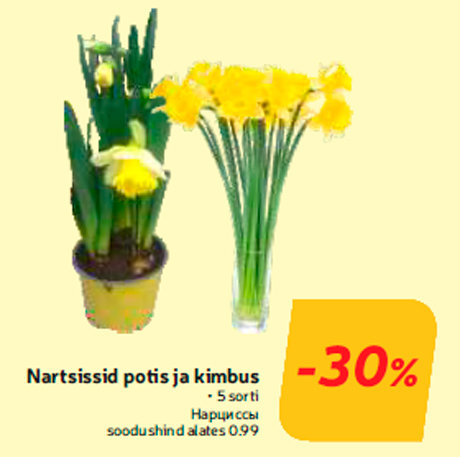 Nartsissid potis ja kimbus -30%