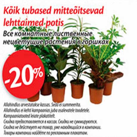 Tubased mitteõitsevad lehttaimed potis -20%