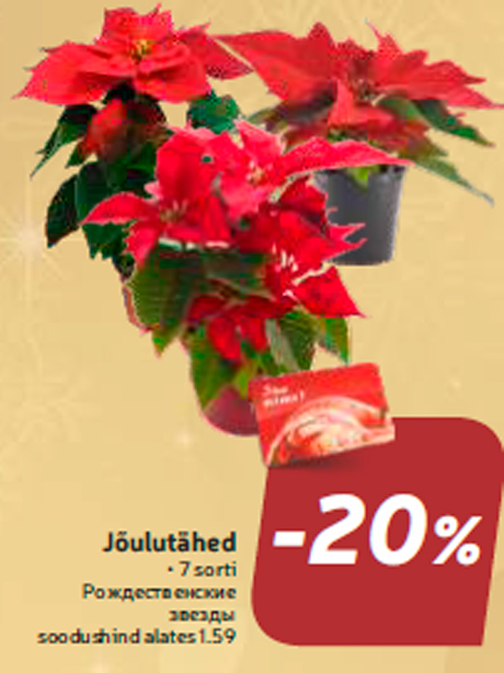 Jõulutähed -20%

