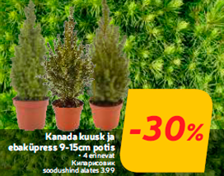 Kanada kuusk ja ebaküpress 9-15cm potis  -30%
