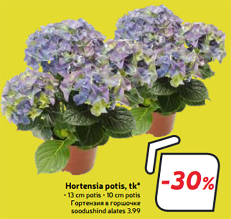 Hortensia potis, tk* -30%