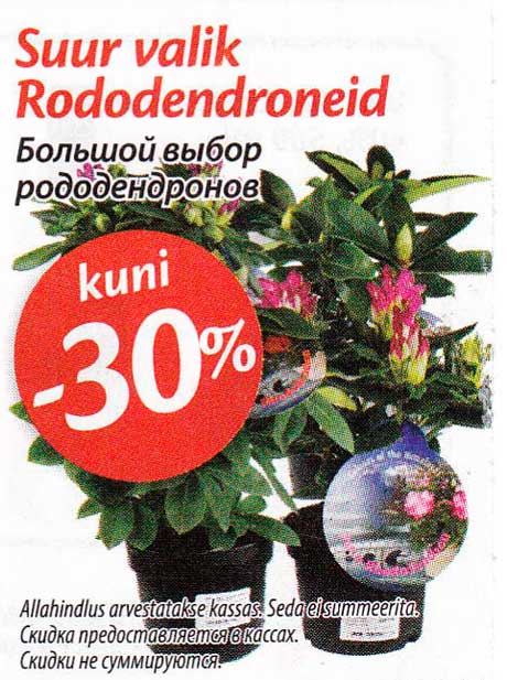 Suur valik Rododendroneid  -30%