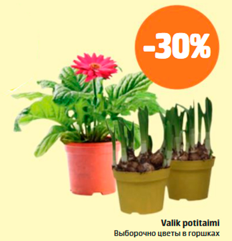 Valik potitaimi  -30%