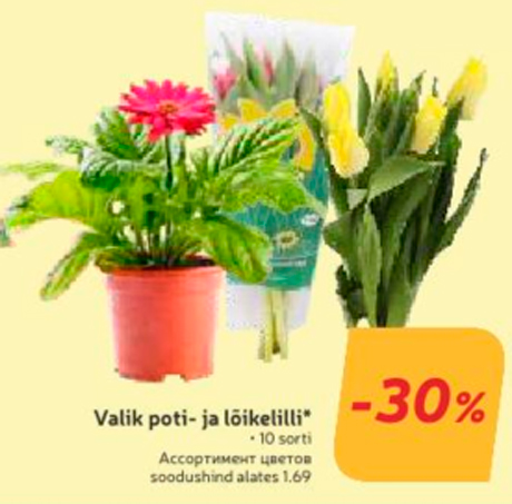 Valik poti- ja  lõikelilli* -30%