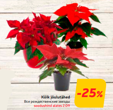  Kõik jõulutähed  -25%