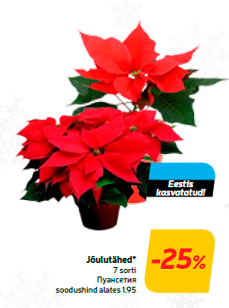 Jõulutähed*  -25%