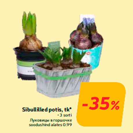 Sibullilled potis, tk*  -35%