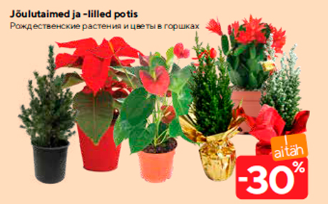 Jõulutaimed ja -lilled potis -30%