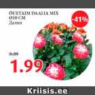 ÕUETAIM DAALIA MIX
