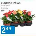 GERBERA 2-3 ÕIEGA