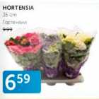 HORTENSIA 35 CM