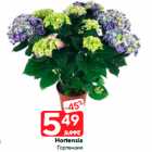 Hortensia
