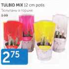 TULBID MIX 12  cm potis