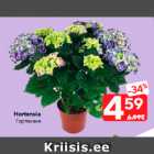 Hortensia
