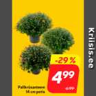 Allahindlus - Pallkrüsanteem
14 cm potis