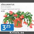 JÕULUKAKTUS