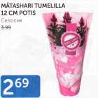 MÄTASHARI TUMELILLA 12 CM POTIS