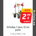 Orhidee, 1 vars, 12 cm potis