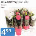 LILLA ORIRNTAL 