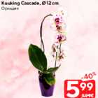 Kuuking Сascade, Ø 12 cm
