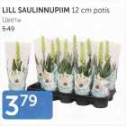 LILL SAULINNUPIIM 12 CM POTIS