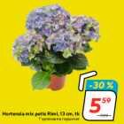 Hortensia mix potis Rimi, 13 cm, tk