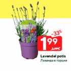 Lavendel potis
