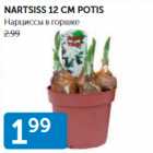 NARTSISS 12 CM POTIS