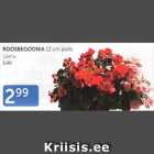 ROOSBEGOONIA 