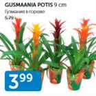 GUSMAANIA POTIS 9 CM