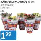 Blossfeldi kalanhoe