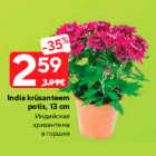 India krüsanteem
potis, 13 cm
