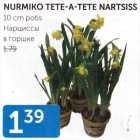 NURMIKO TETE-A-TETE NARTSISS