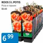 ROOS 3 L POTIS